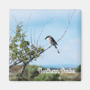 Imán Shrike del Norte