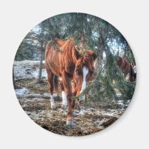 Imán Shy Sorrel Mare y Branches Horse lover Gift