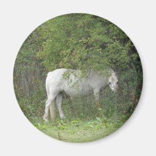 Imán Shy White Horse Magnet