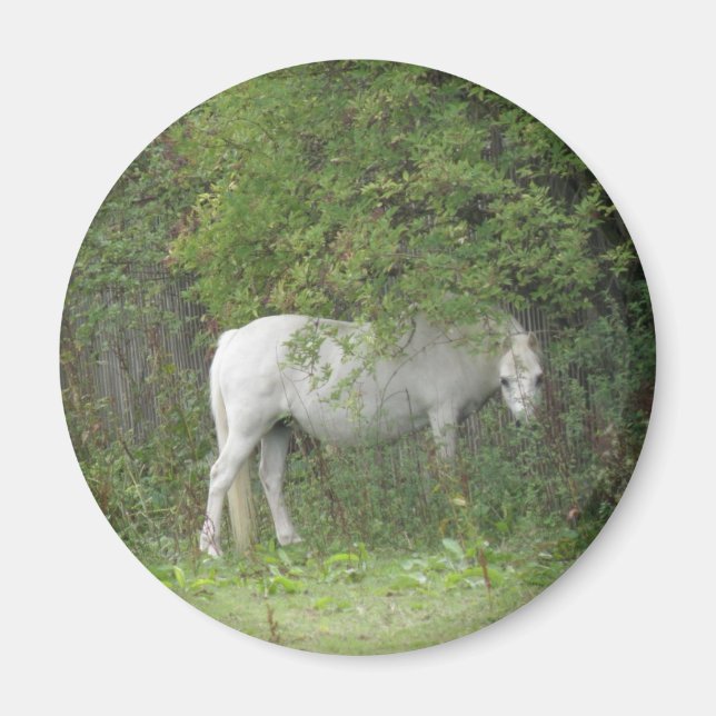 Imán Shy White Horse Magnet (Frente)
