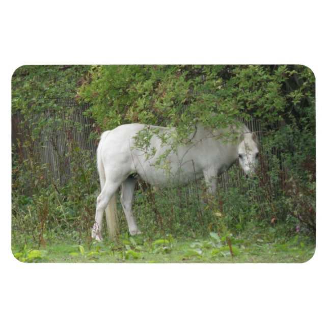 Imán Shy White Horse Premium Magnet (Horizontal)