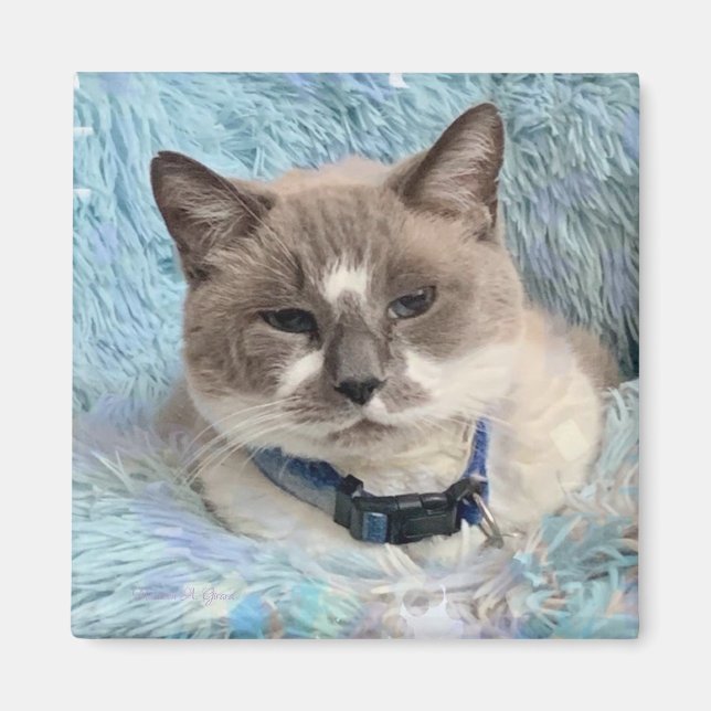 Imán Siamese Snowshoe Cat Blue Eyes Maureen Girard (Frente)