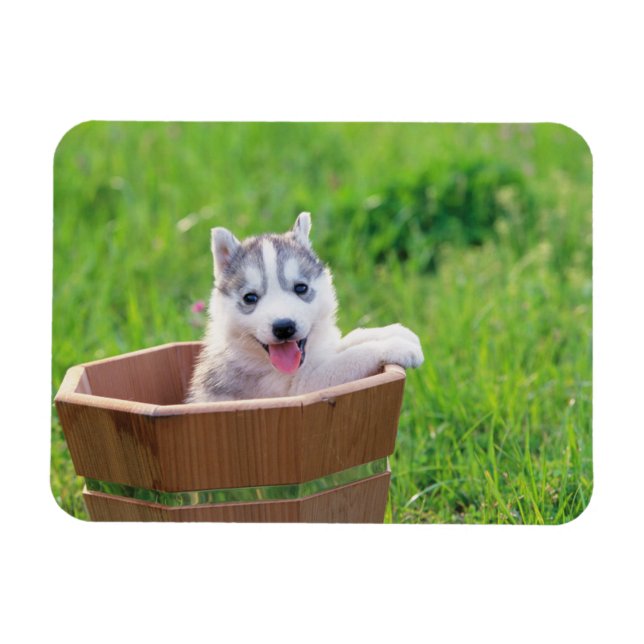 Imán Siberian Husky Puppy in a Pot (Horizontal)