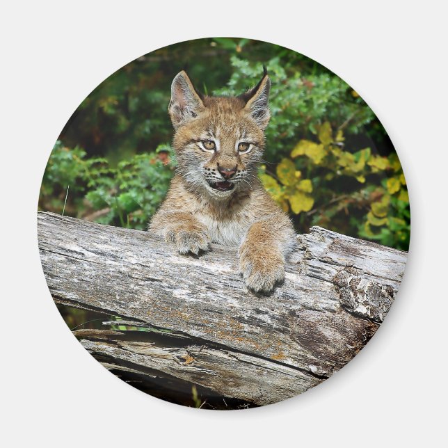 Imán Siberian Lynx Kitten (Frente)