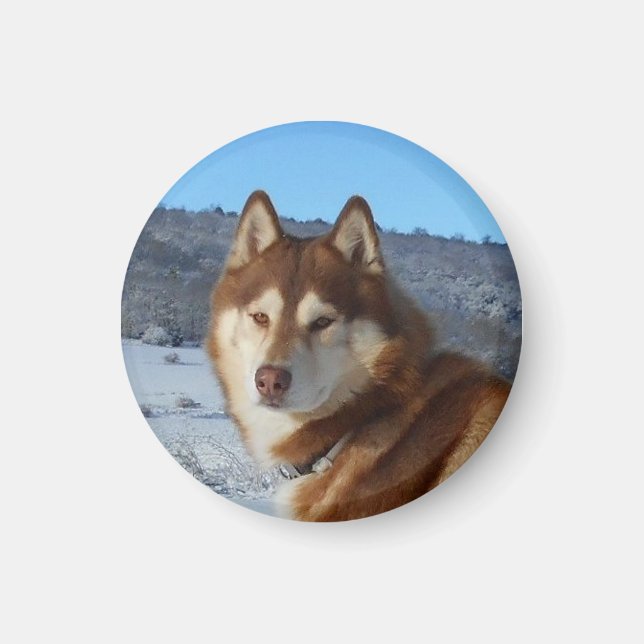 Imán siberiano-husky rojo y blanco (Frente)