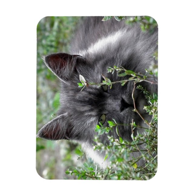 Imán Siberiano | Retrato de gato (Vertical)