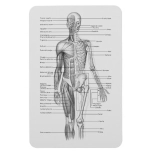 Imán Siempre aprendiendo: Carta de la anatomía del