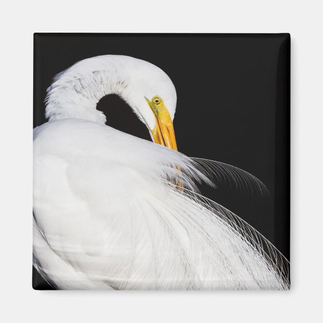 Imán Siempre Egrets (Frente)