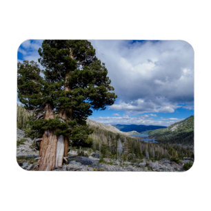 Imán Sierra Juniper y árboles de hoja perenne 2