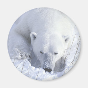 Imán Siesta del oso polar