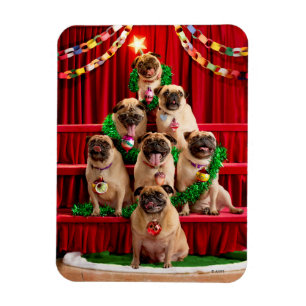 Imán Siete pugs-a-Posing