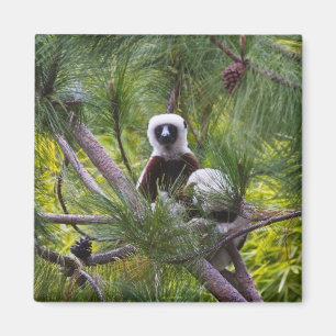 Imán Sifaka de Coquerel en el bosque