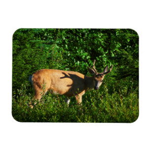 Imán Siga su camino