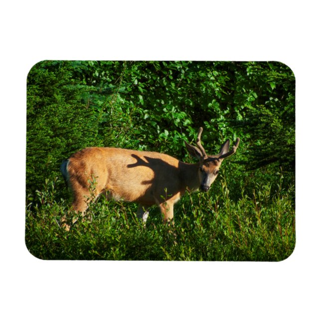 Imán Siga su camino (Horizontal)