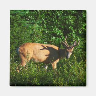 Imán Siga su camino