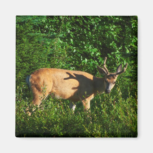 Imán Siga su camino (Frente)