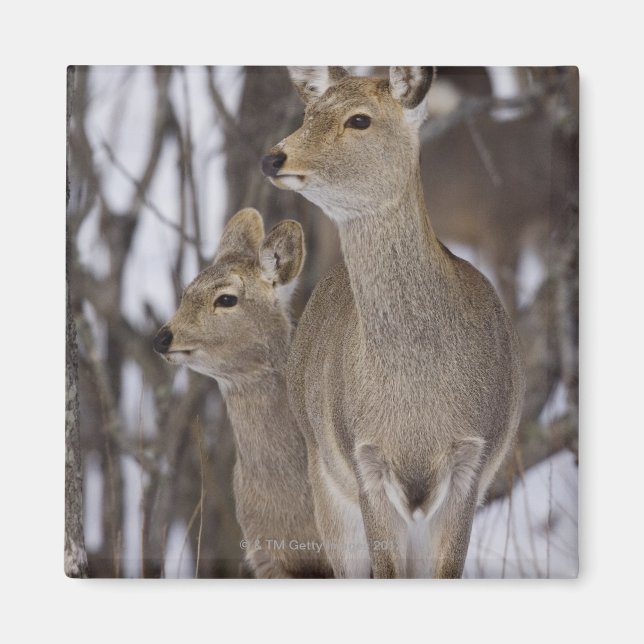Imán Sika Deer Doe and Young, Hokkaido (Japón) (Frente)