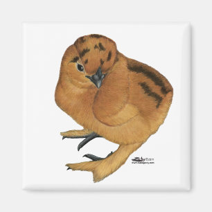 Imán Silkie Red Chick