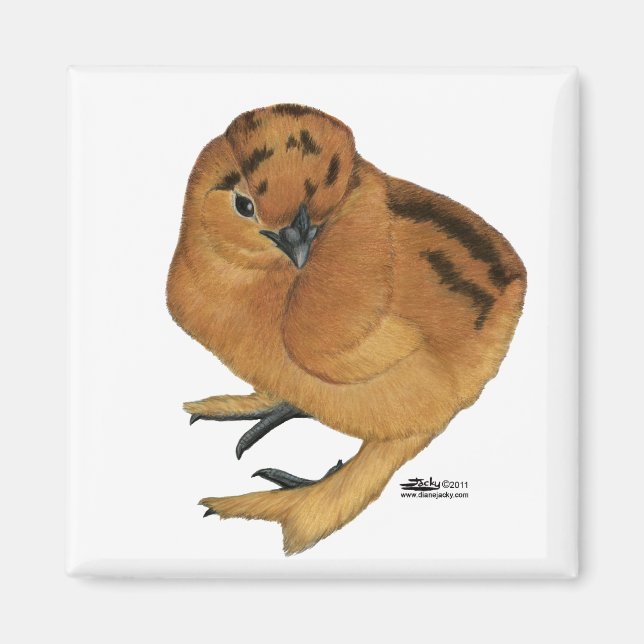 Imán Silkie Red Chick (Frente)