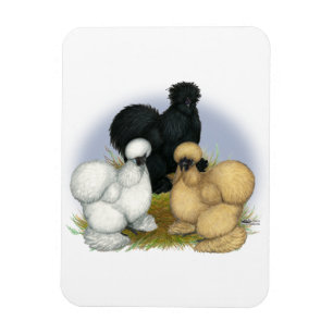 Imán Silkie Trio