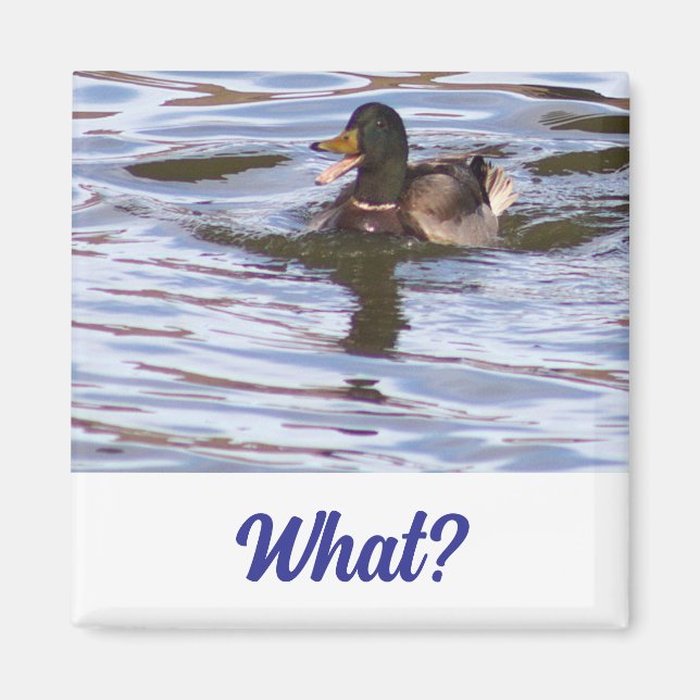 Imán Silly Mallard Duck Magnet (Frente)