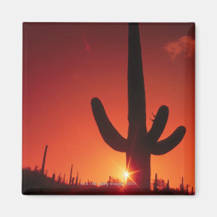 Imán Silueta del cactus en la oscuridad, nacional del