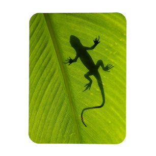 Imán Silueta del Gecko