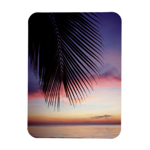 Imán Silueta tropical de la palmera de la playa púrpur