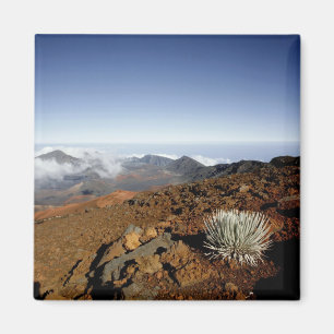 Imán Silversword en el borde del cráter Haleakala desde