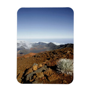 Imán Silversword en el borde del cráter Haleakala desde
