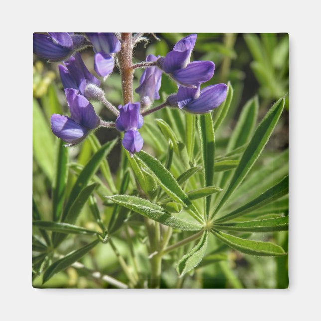 Imán Silvery Lupine Magnet (Frente)