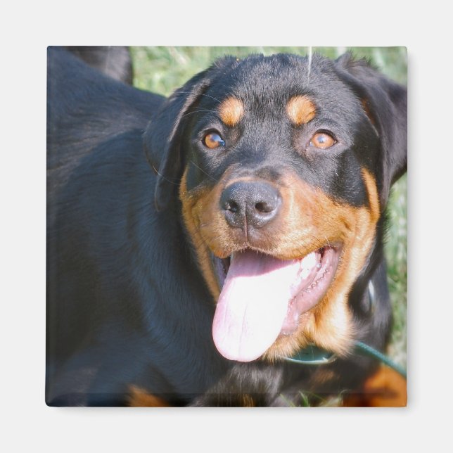 Imán Simpático Rottweiler Square Magnet (Frente)
