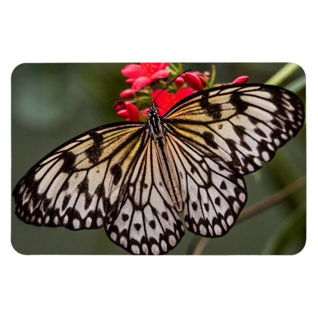 Imán Simplemente una mariposa de cometa de papel (Horizontal)