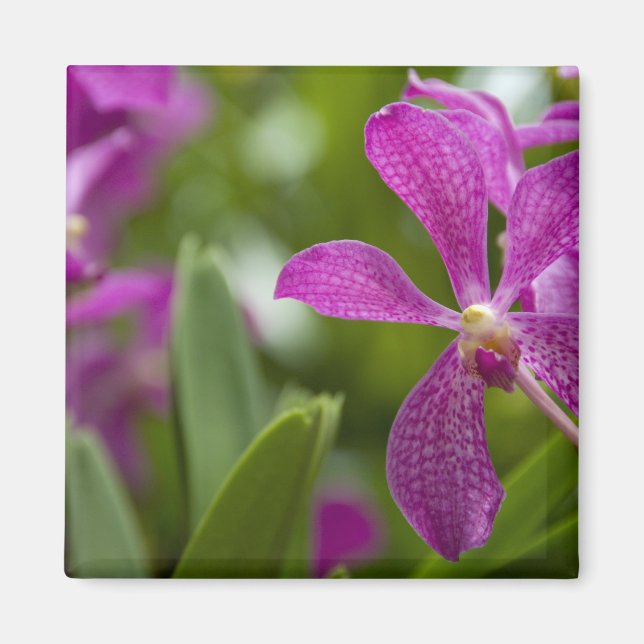 Imán Singapur (sánscrito para Ciudad León). Nacional (Frente)