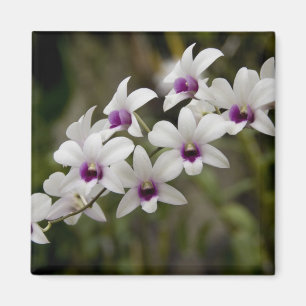 Imán Singapur (Sánscrito para la ciudad de los leones).