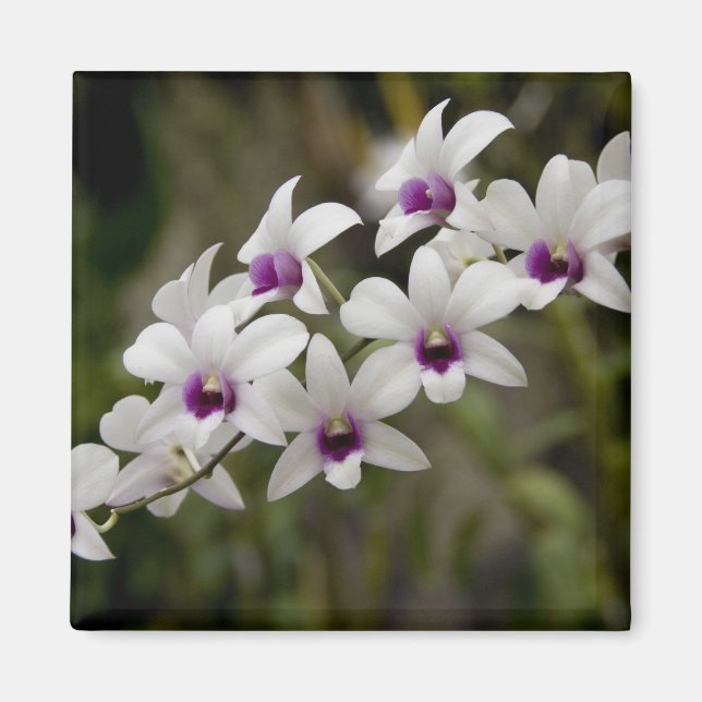 Imán Singapur (Sánscrito para la ciudad de los leones). (Frente)