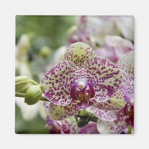 Imán Singapur (Sanskrit por Ciudad León). Nacional