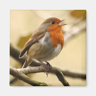 Imán Singing Robin