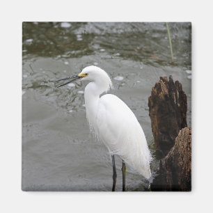 Imán Singing Snowy Egret