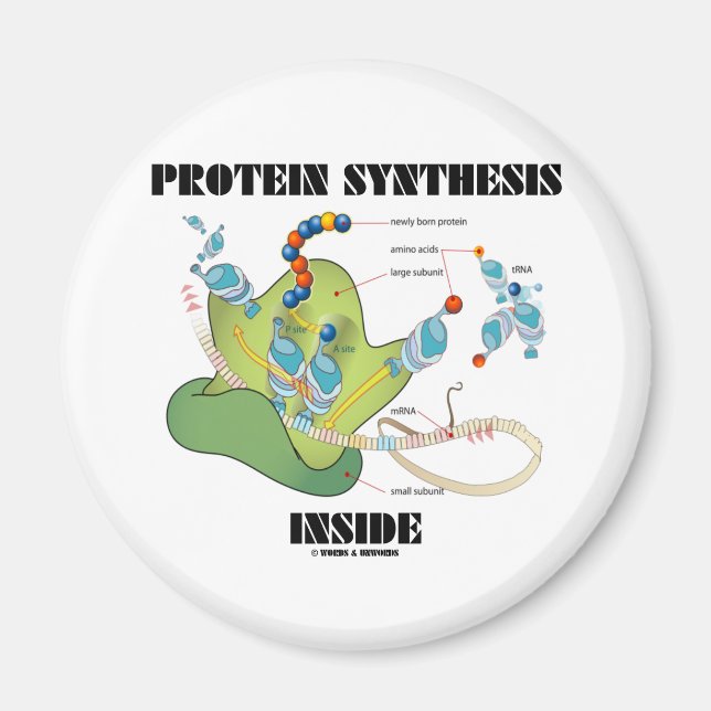 Imán Síntesis de proteína interna (biología celular) (Frente)