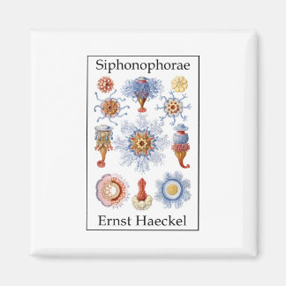 Imán Siphonophorae de Ernst Haeckel