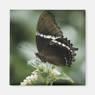 Imán Siproeta Magnet