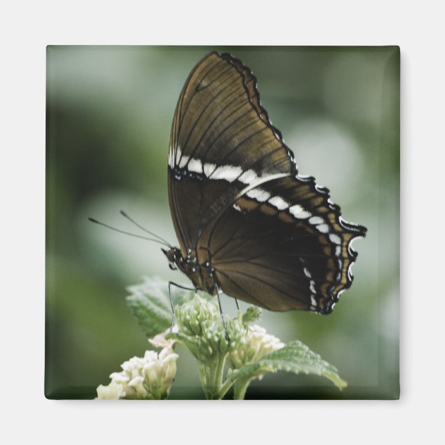 Imán Siproeta Magnet (Frente)