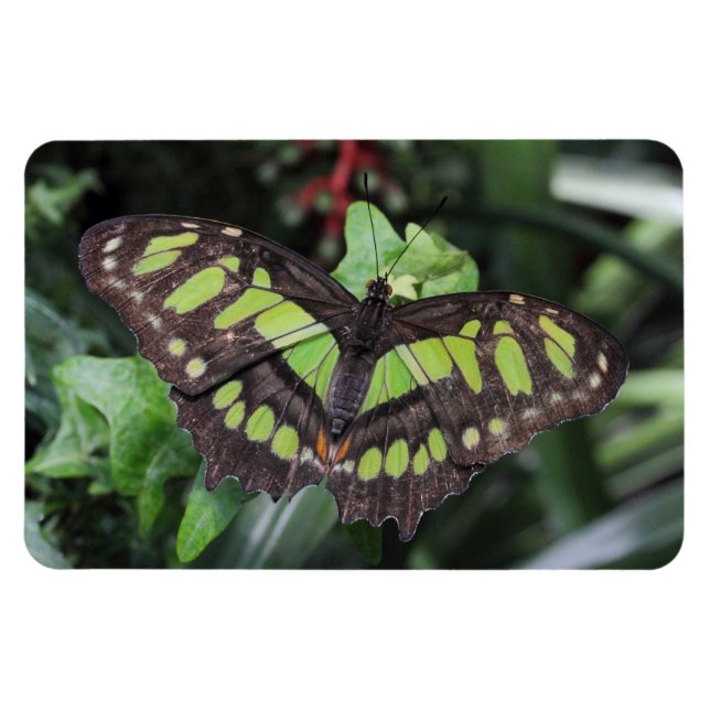 Imán Siproeta stelenes (Horizontal)