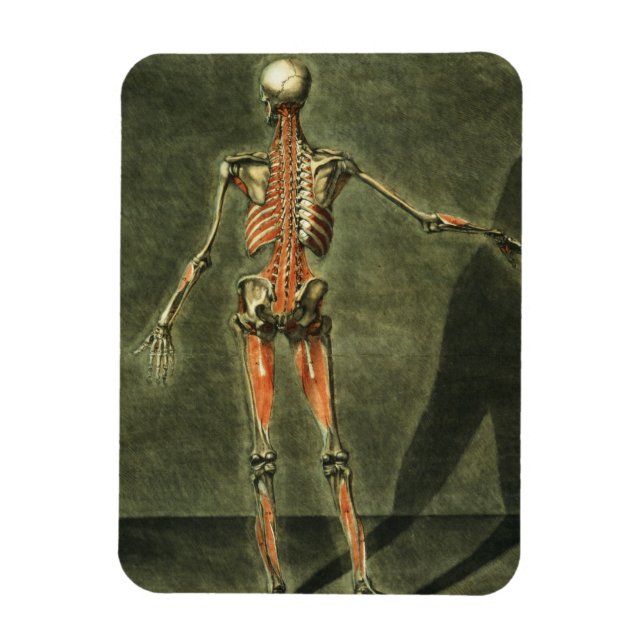 Imán Sistema muscular profundo de la parte posterior de (Vertical)