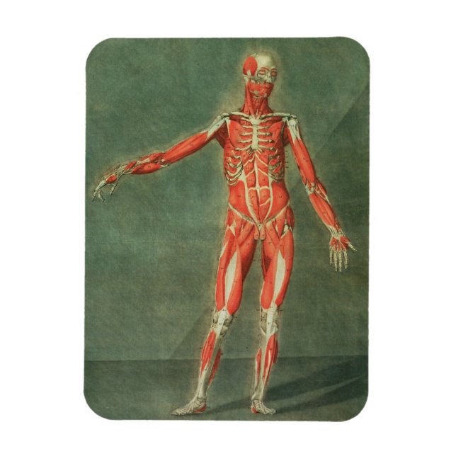 Imán Sistema muscular superficial del frente del Bo (Vertical)