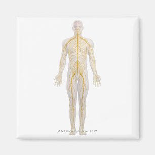 Imán Sistema nervioso humano 2