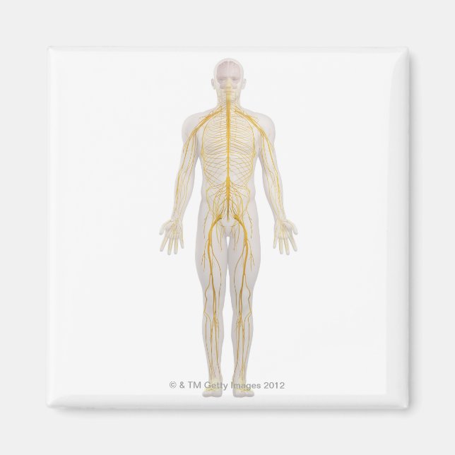 Imán Sistema nervioso humano 2 (Frente)