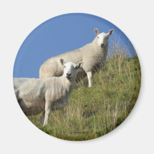 Imán Sister Sheep Magnet