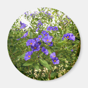 Imán Sisyrinchium Angustifolium Magnet